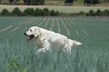 GOLDEN RETRIEVER 689